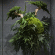 plante ornementale stabilisée / sphères / de petite taille / de taille moyenne