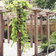 pergola autoportée / en bois / écolabel FSC