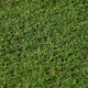 gazon en rouleau / pour terrain de sport