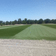 gazon en rouleau / pour terrain de sport / drainant / renforcé