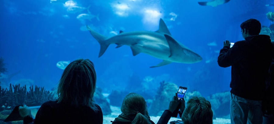 visite oceanarium lisbonne