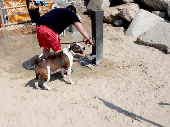 La fontaine avec des chiens de cuvette échouent à Barcelone