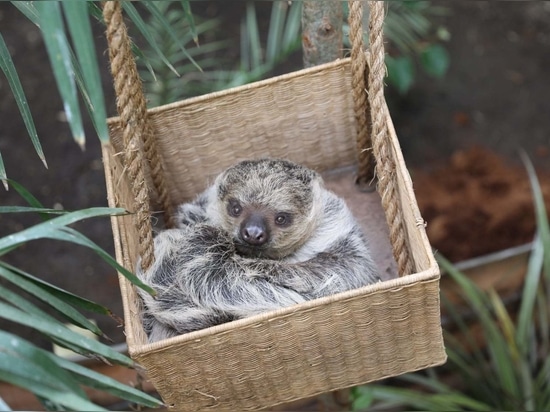 Zoo d'Édimbourg | Étude de cas sur les terrasses antidérapantes