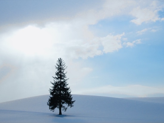 Le Noël japonais est amusant, mais les arbres de Noël sont magnifiques à Hokkaido.