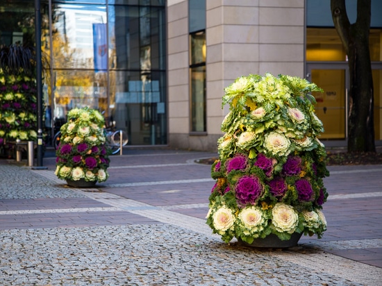 Tendance automnale : tours de fleurs plantées de choux d'ornement