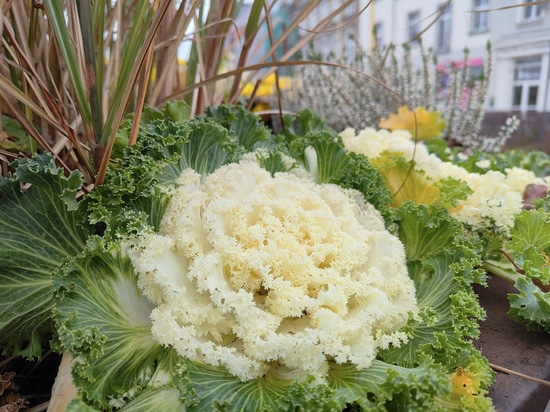 Tendance automnale : tours de fleurs plantées de choux d'ornement