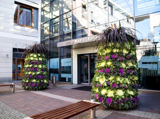 Tendance automnale : tours de fleurs plantées de choux d'ornement