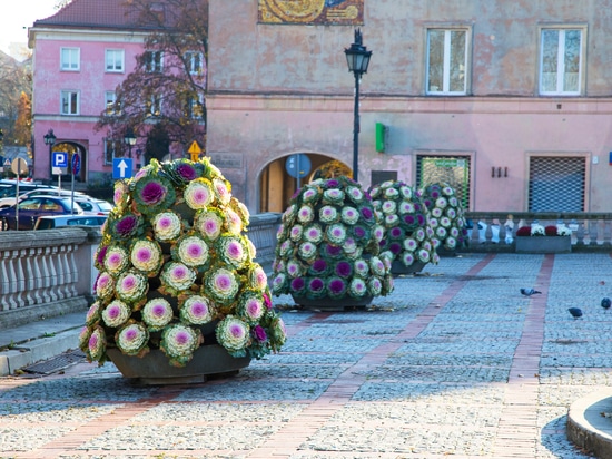 Tendance automnale : tours de fleurs plantées de choux d'ornement