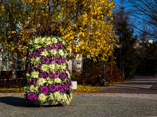 Tendance automnale : tours de fleurs plantées de choux d'ornement