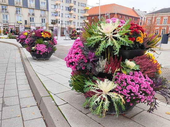 Tendance automnale : tours de fleurs plantées de choux d'ornement