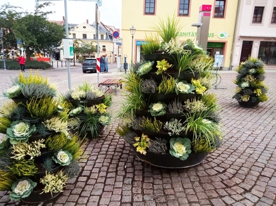 Tendance automnale : tours de fleurs plantées de choux d'ornement