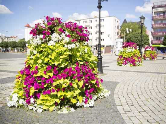 Plantation urbaine dans les espaces publics : verdure saisonnière pour les villes